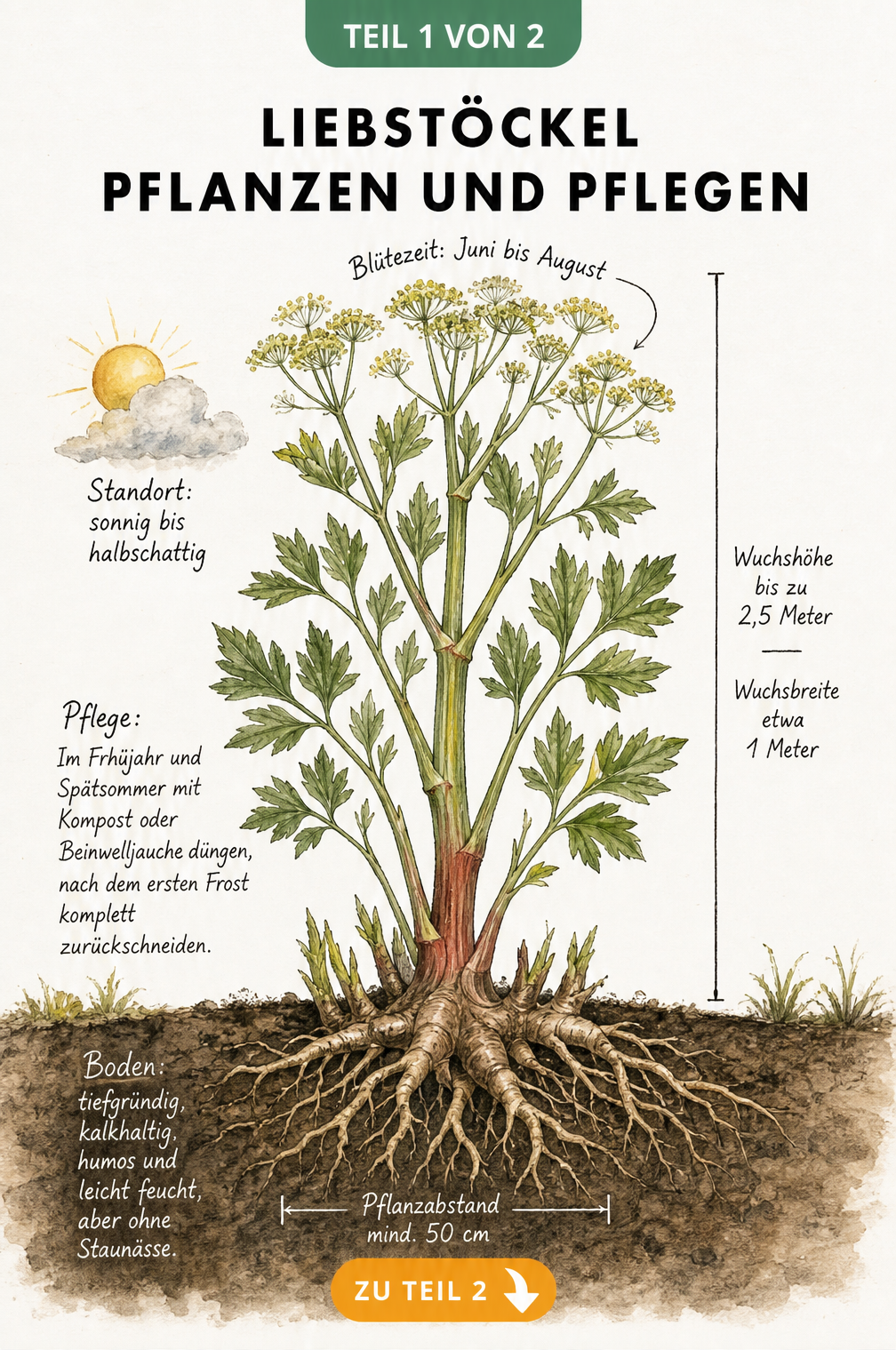 Botanische Illustration einer Liebstöckel-Pflanze mit Wurzelstock, Stängel und Blüten sowie Angaben zu Standort und Pflege