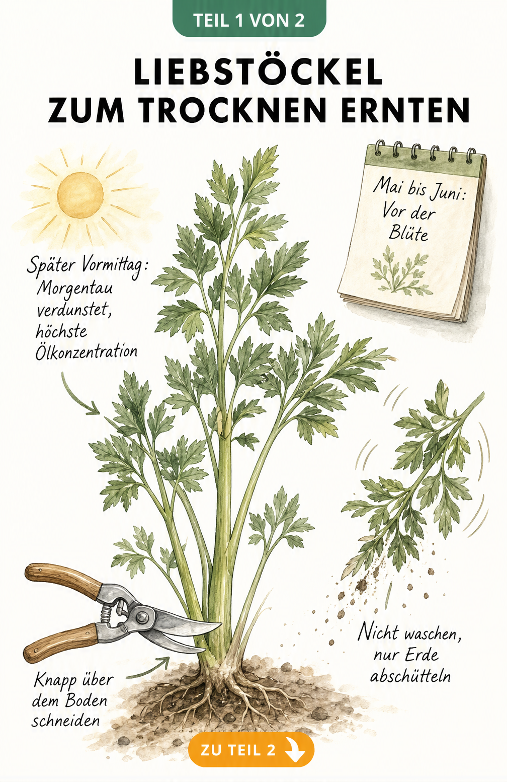 Illustration einer Liebstöckel-Pflanze mit Hinweisen zur Ernte vor der Blüte und dem Abschneiden knapp über dem Boden