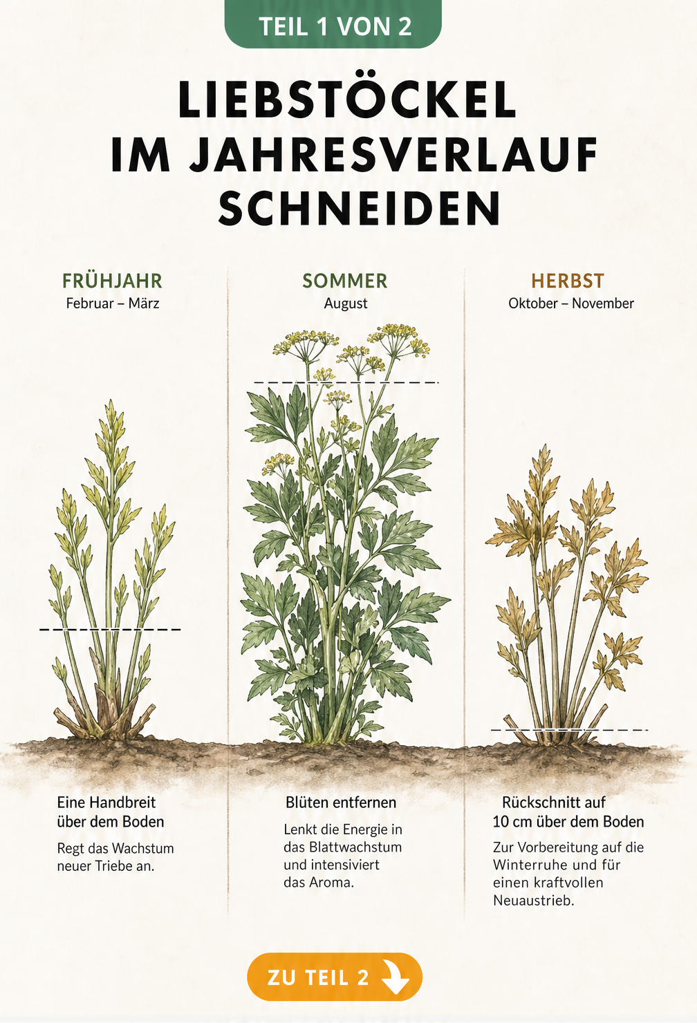 Illustration von Liebstöckel im Jahresverlauf mit Schnittlinien für Frühjahr, Sommer und Herbst