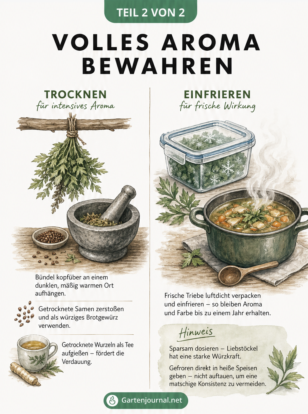 Infografik zum schonenden Schnitt von Liebstöckel mit Erntetrieben und Rückschnitt für kräftigen Austrieb