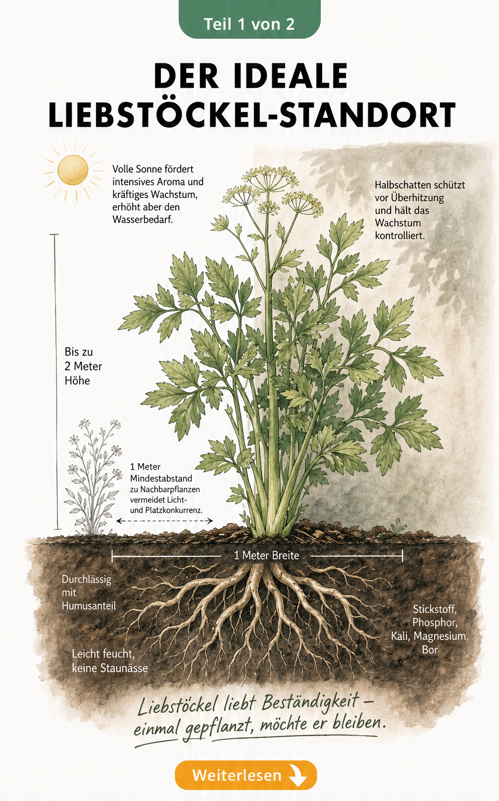 Botanische Illustration einer Liebstöckel-Pflanze im Beet mit Angaben zu Wuchshöhe, Platzbedarf, Lichtverhältnissen und Bodenbeschaffenheit