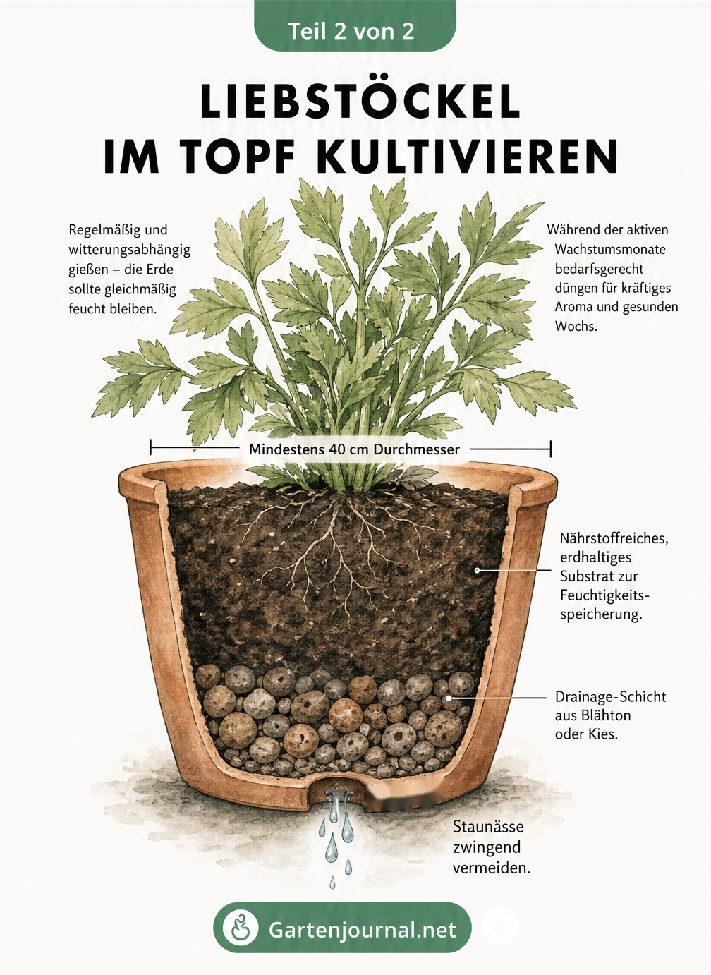 Schnittzeichnung eines bepflanzten Terrakotta-Topfes mit Liebstöckel, Drainageschicht, Substrat und Pflegehinweisen