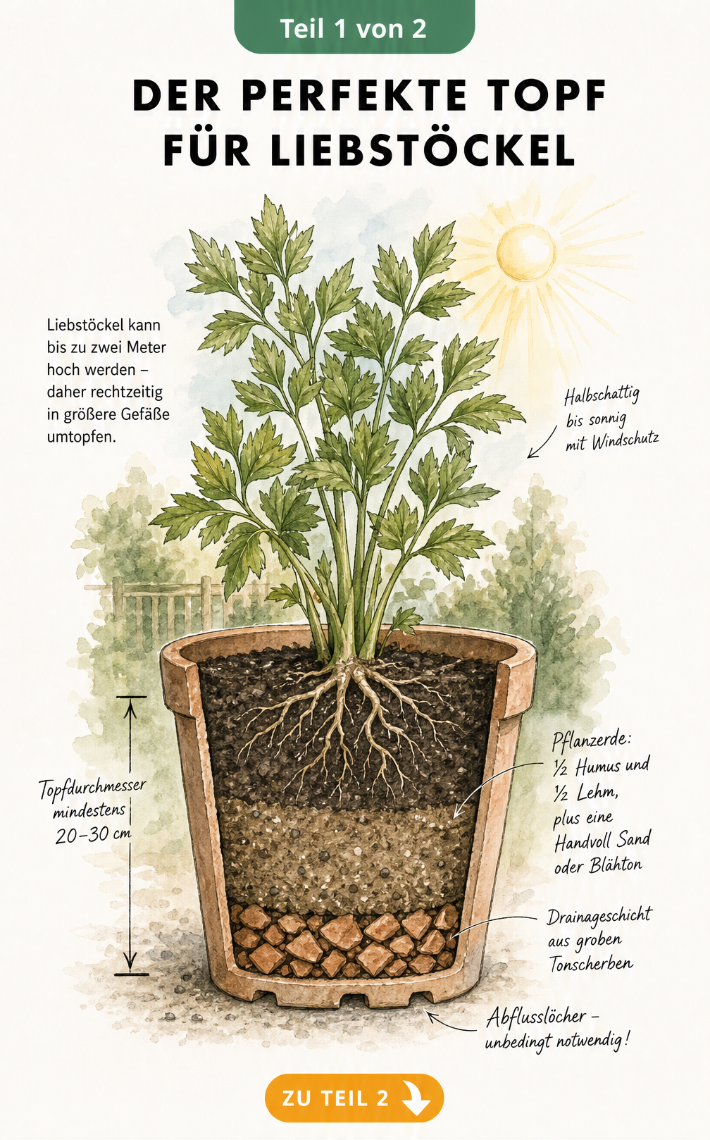 Botanische Illustration eines großen Pflanztopfes mit Liebstöckel, der die ideale Substratmischung und Drainage zeigt.