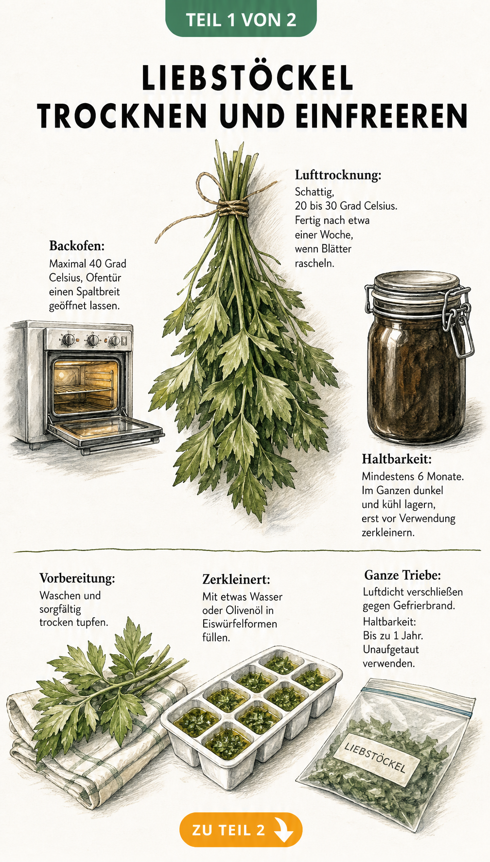 Illustration zum Trocknen und Einfrieren von Liebstöckel mit Anleitung für Lufttrocknung, Backofen und Gefrierbeutel
