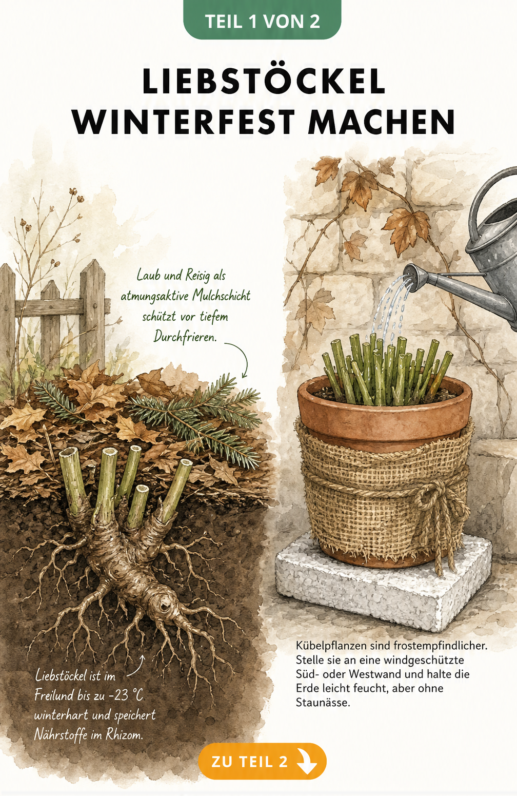 Illustration eines Liebstöckels im Gartenbeet und im Topf mit Winterschutz