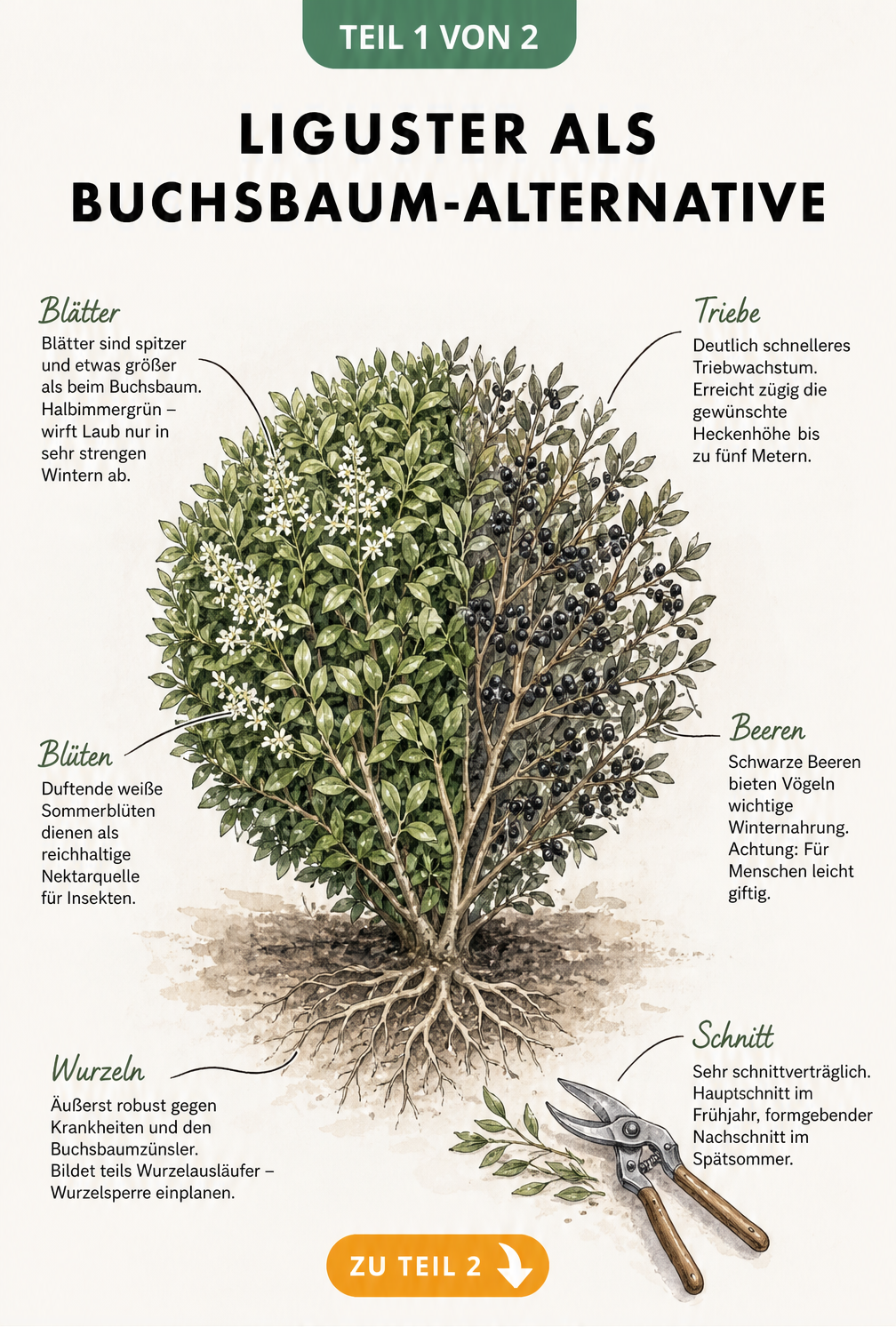 Botanische Illustration eines kugelförmig geschnittenen Ligusters mit Sommerlaub, Blüten und winterlichen Beeren