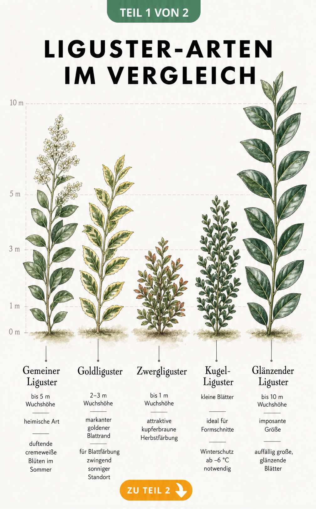Botanische Illustration von fünf verschiedenen Liguster-Arten mit Blättern und Wuchshöhen im Vergleich