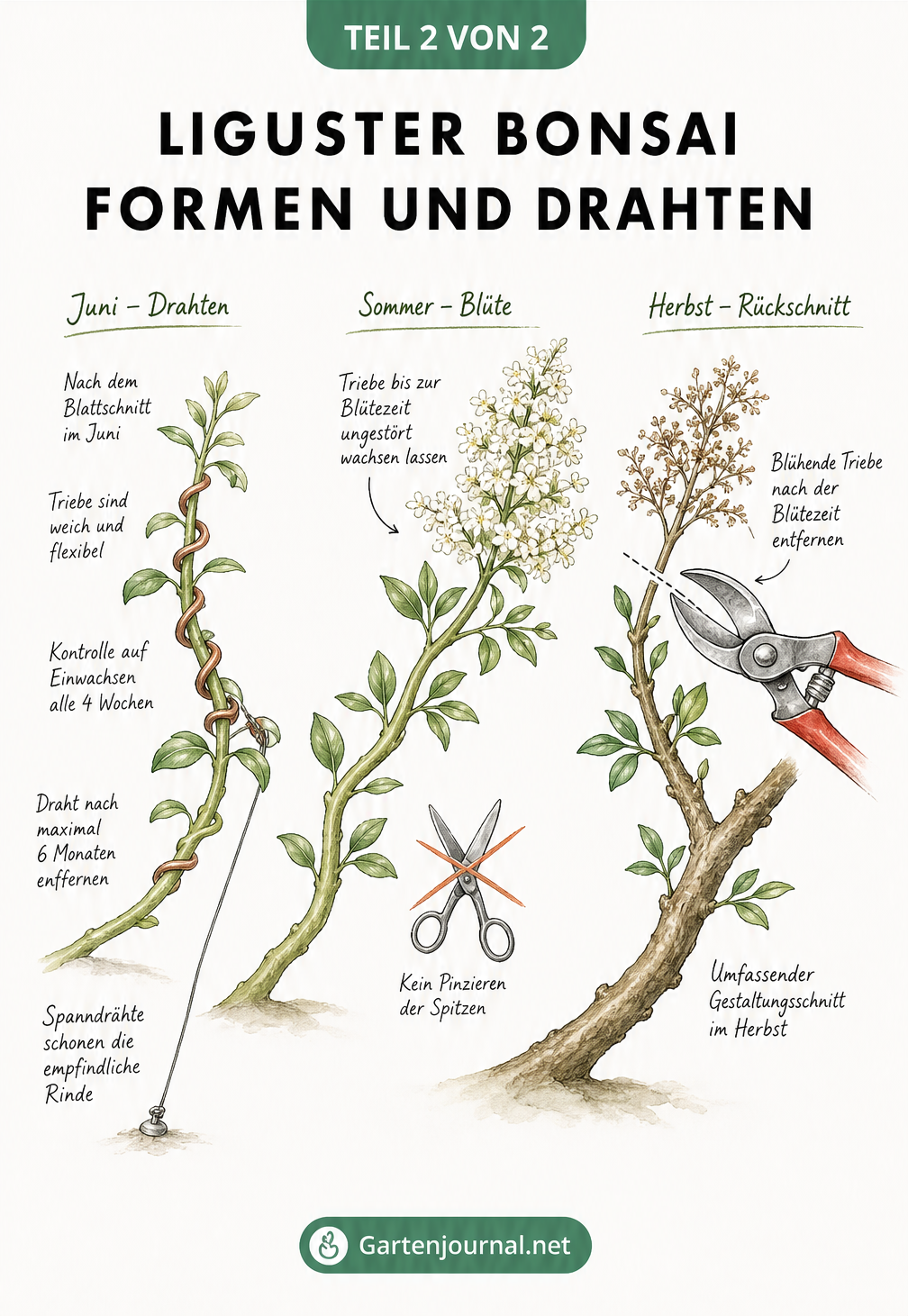 Aquarell-Zeichnung zur Entwicklung eines Liguster Bonsai Astes von Juni bis Herbst, inklusive Drahten, Blüte und Rückschnitt