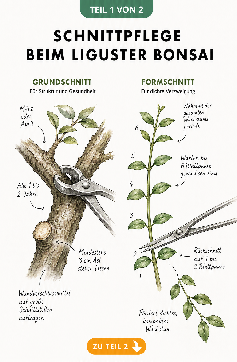 Illustration der Schnitttechniken beim Liguster Bonsai: Grundschnitt mit Konkavzange und Formschnitt mit Bonsai-Schere
