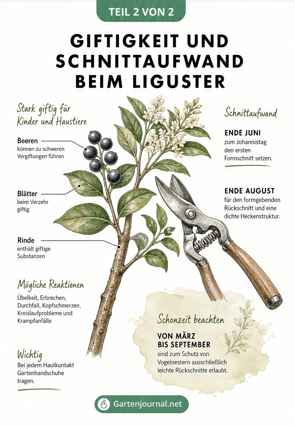 Botanische Illustration eines Ligusterzweiges mit Beeren und Blättern sowie einer Gartenschere, die auf Giftigkeit und Schnittzeiten hinweist.