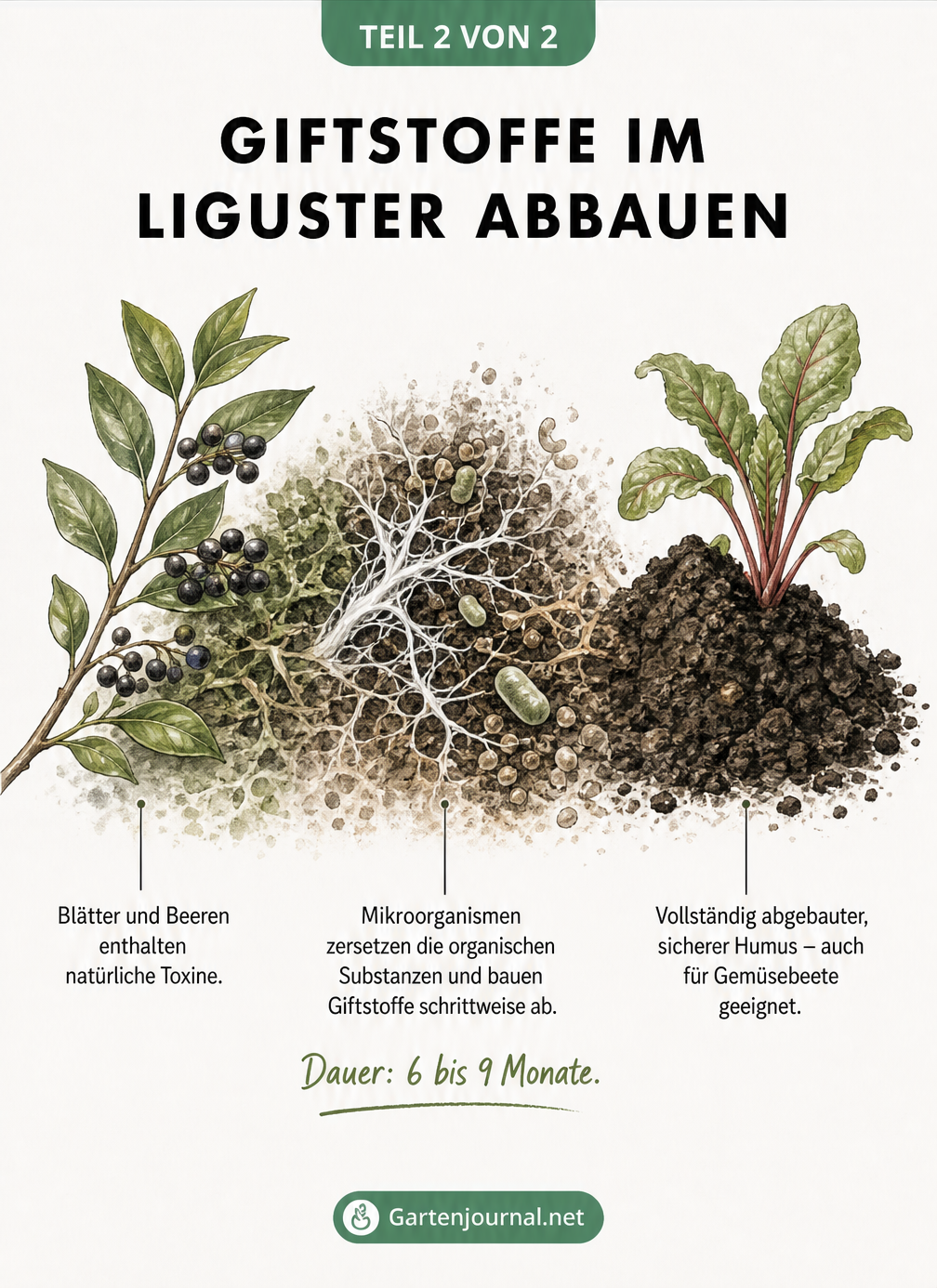 Grafik zum Abbau von Giftstoffen im Liguster durch Mikroorganismen zu sicherem Humus