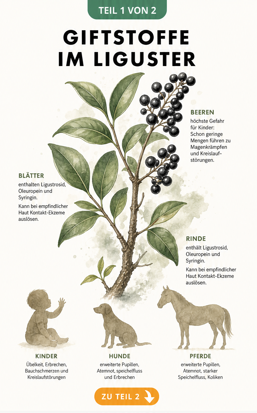 Botanische Illustration eines Ligusterzweigs mit Beeren und Hinweisen zu Giftstoffen für Mensch und Tier