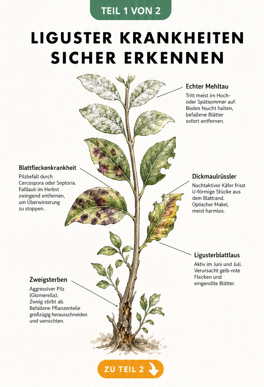 Illustration eines Ligusterzweigs mit Schadbildern von Mehltau, Blattfleckenkrankheit, Dickmaulrüssler und Zweigsterben