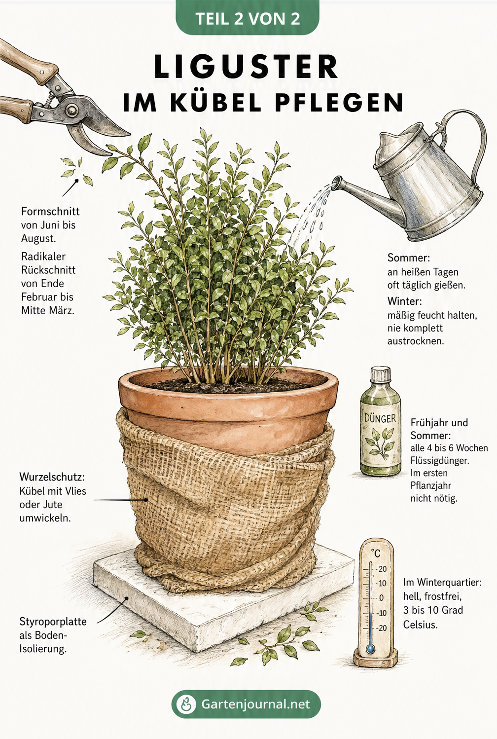 Illustration eines Ligusters im Kübel mit Hinweisen zu Formschnitt, Gießen, Düngen und Winterschutz mit Jute und Styroporplatte.