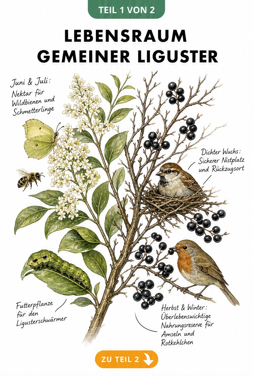 Illustration eines Ligusterzweigs im Sommer mit Zitronenfalter und Raupe sowie im Winter mit schwarzen Beeren und Vögeln