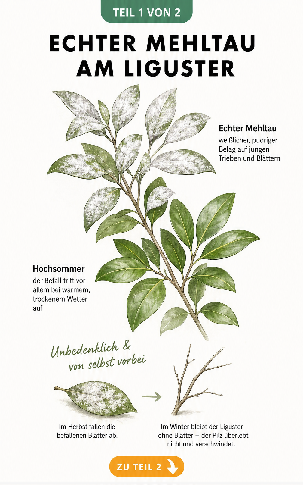 Illustration eines Ligusterzweigs mit echtem Mehltau im Hochsommer