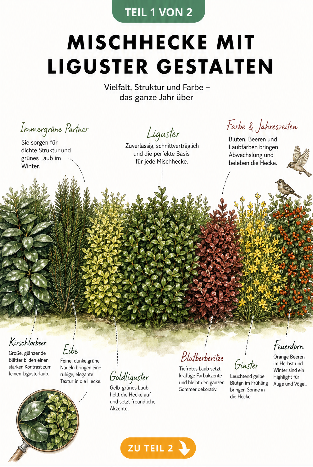 Illustration einer Mischhecke mit Liguster, Kirschlorbeer, Eibe, Goldliguster, Blutberberitze, Ginster und Feuerdorn