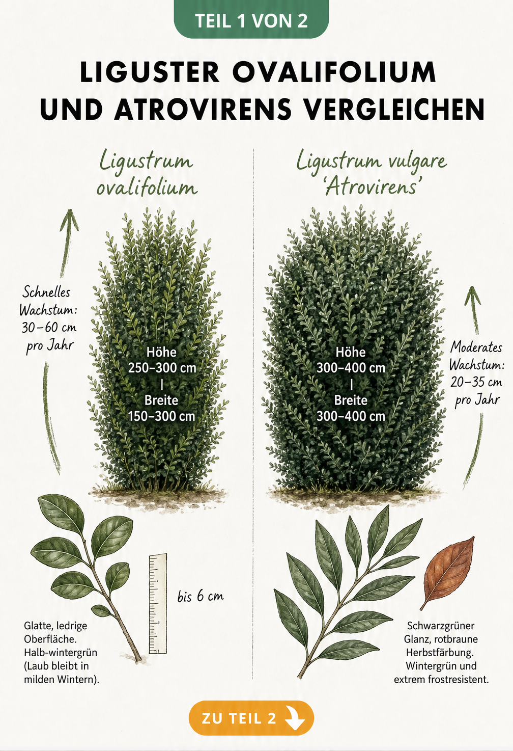 Vergleich der Liguster-Sorten Ovalifolium und Atrovirens mit Wuchshöhe, Blattform und Wachstumsgeschwindigkeit