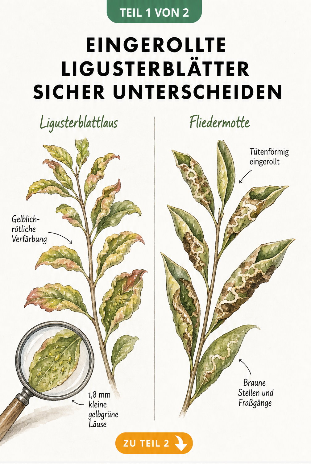 Vergleich der Schadbilder am Liguster: Ligusterblattlaus mit gelblich-rötlichen, gekräuselten Blättern und Fliedermotte mit braunen, tütenförmig eingerollten...