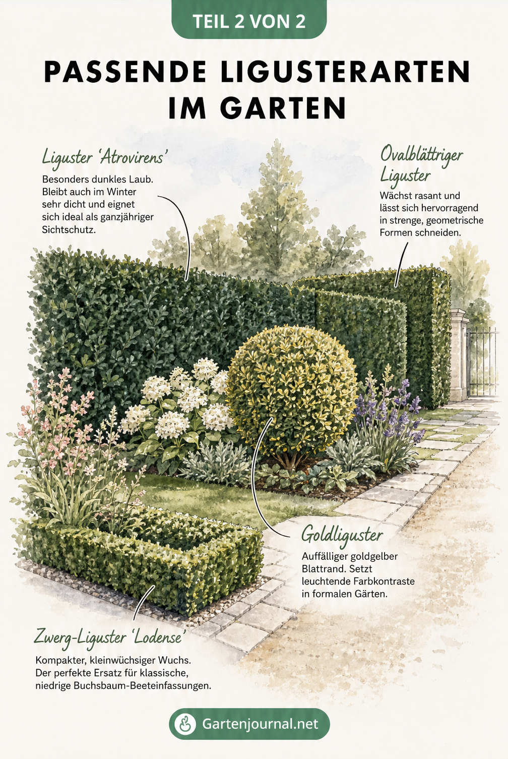 Gezeichnete Gartenlandschaft mit vier verschiedenen Liguster-Sorten als Beeteinfassung, Sichtschutzhecke und Solitär