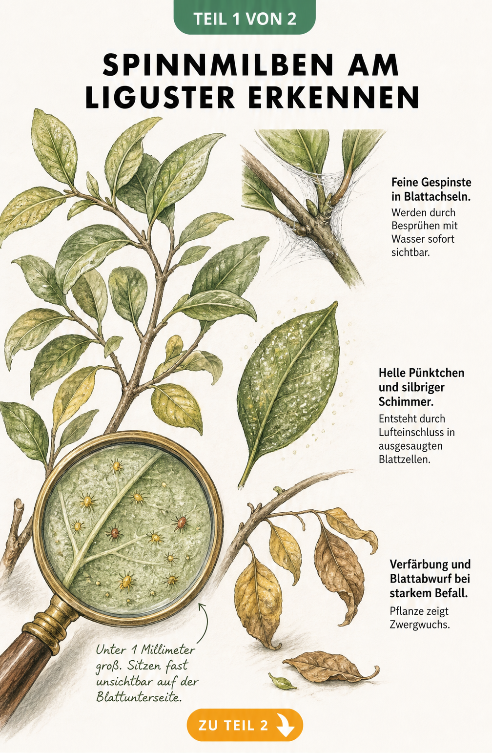 Illustration eines Ligusterzweigs mit Lupe, die winzige Spinnmilben auf der Blattunterseite zeigt, sowie Schadbilder wie Gespinste und Sprenkelung.