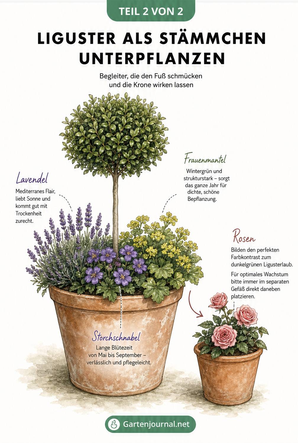 Botanische Illustration eines Liguster-Stämmchens im Terrakotta-Kübel, unterpflanzt mit Lavendel, Frauenmantel und Storchschnabel