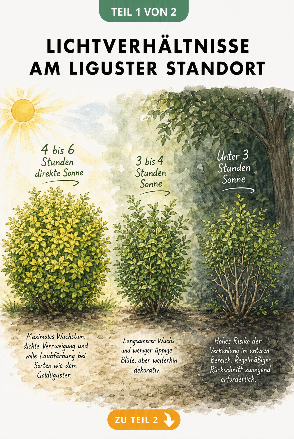 Illustration von drei Ligustersträuchern in unterschiedlichen Lichtverhältnissen von Sonne bis Schatten