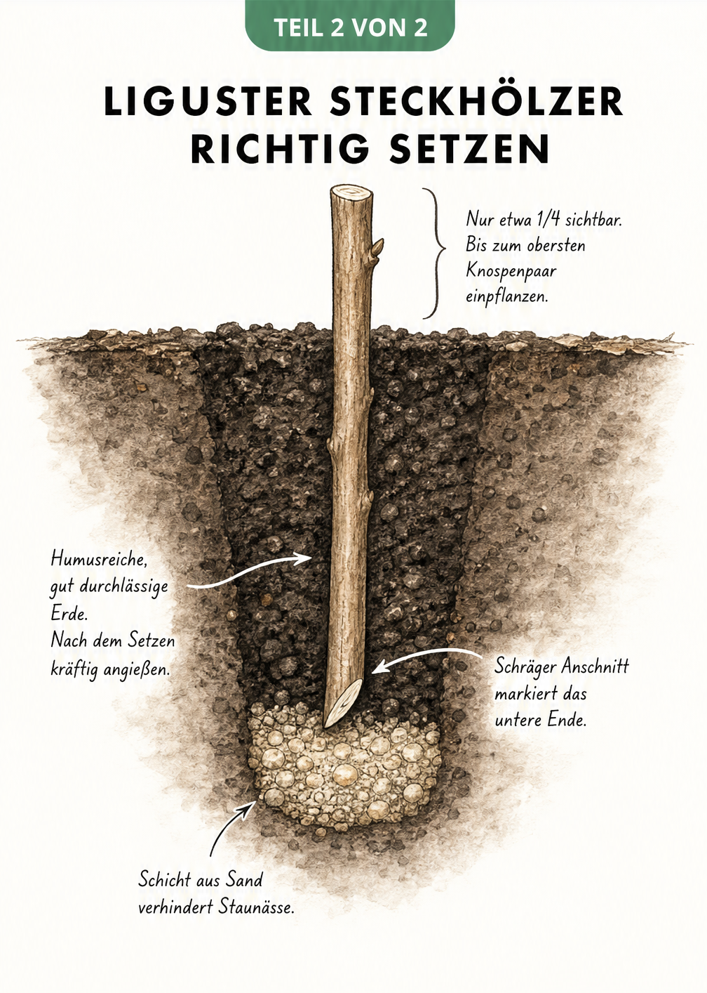 Querschnittszeichnung eines Liguster-Steckholzes in der Erde mit Sandschicht gegen Staunässe