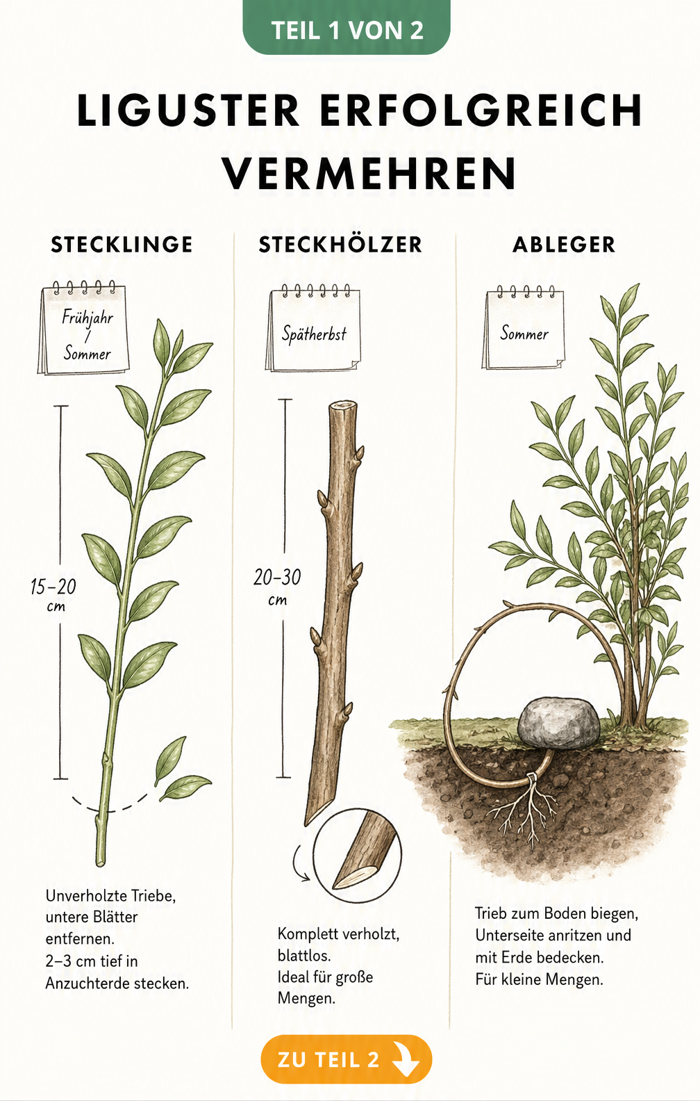 Botanische Zeichnung der drei Vermehrungsarten von Liguster: Stecklinge, Steckhölzer und Ableger im Vergleich