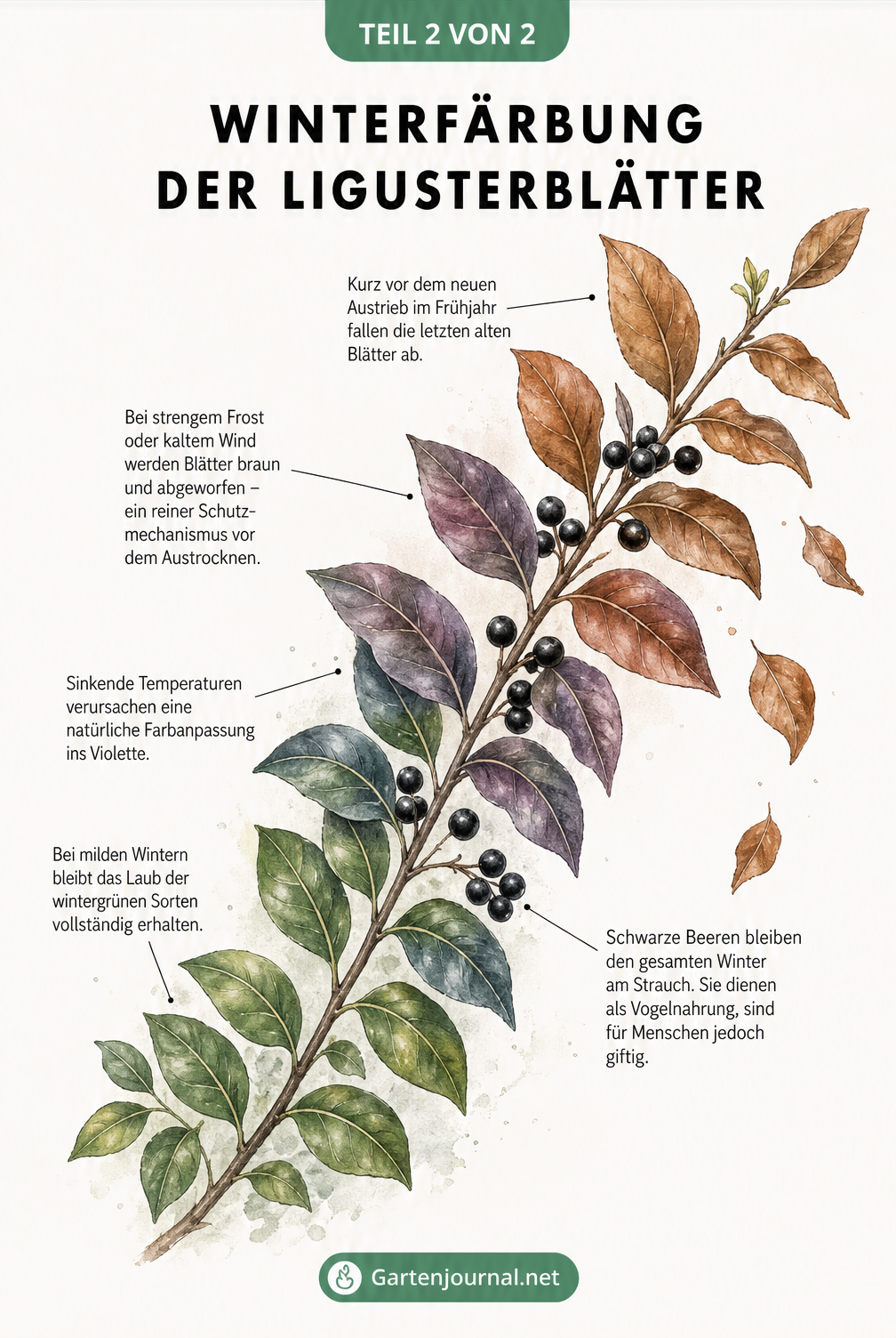Aquarell-Zeichnung eines Ligusterzweigs, der die Verfärbung der Blätter von Grün über Violett bis Braun im Winter zeigt