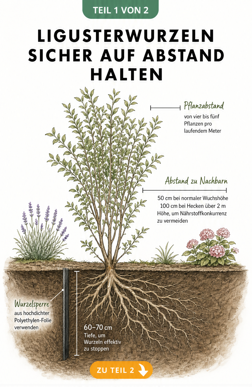 Querschnitt eines Gartenbeets mit Ligusterpflanze, der die Wurzelausbreitung und eine Wurzelsperre aus Polyethylen-Folie in 60 bis 70 Zentimetern Tiefe zeigt.