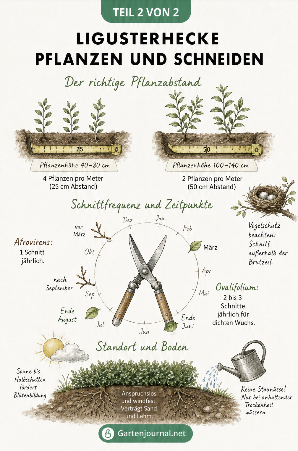 Illustration zum Pflanzen und Schneiden einer Ligusterhecke mit Pflanzabstand, Schnittzeitpunkten und Standortansprüchen