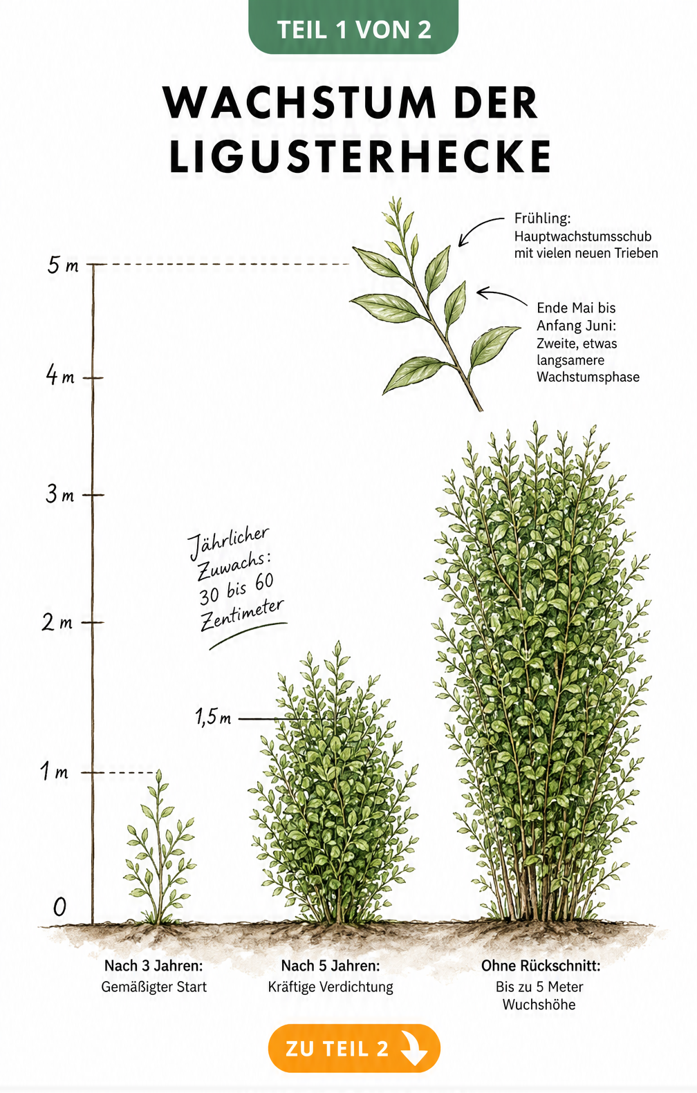Illustration des Wachstums einer Ligusterhecke über 5 Jahre mit Höhenskala