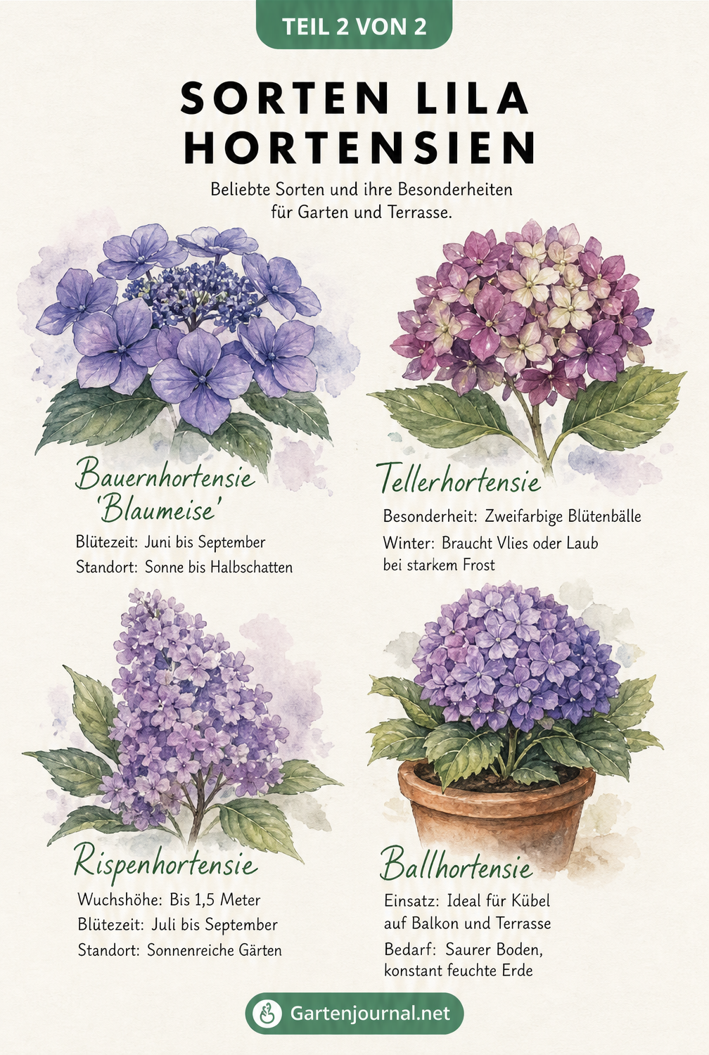 Skizzenhafte Darstellung von vier lila Hortensiensorten: Bauernhortensie, Tellerhortensie, Rispenhortensie und Ballhortensie