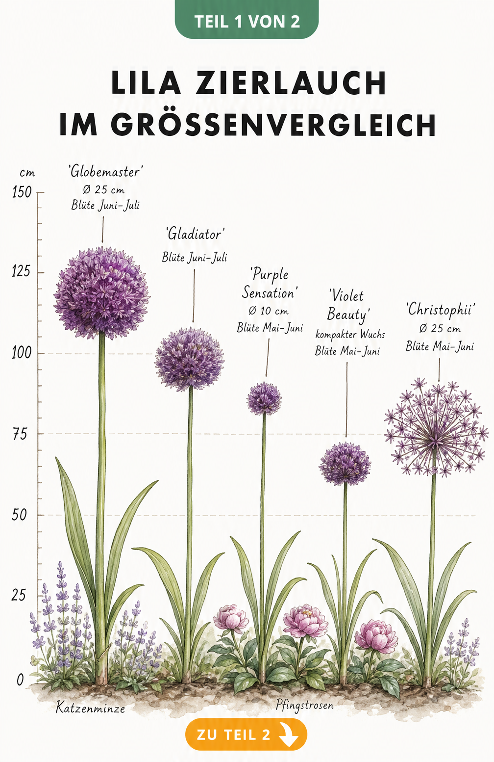 Botanische Illustration von fünf lila Zierlauch-Sorten im Größenvergleich von 60 bis 120 Zentimetern mit Blütengrößen.