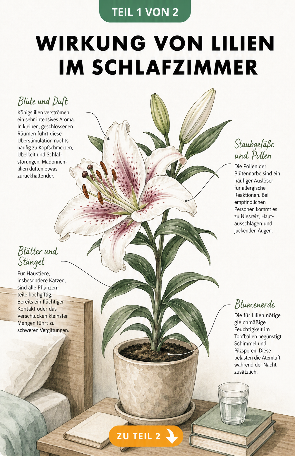 Botanische Illustration einer Lilie im Topf mit Hinweisen zu Duft, Pollen, Giftigkeit und Blumenerde