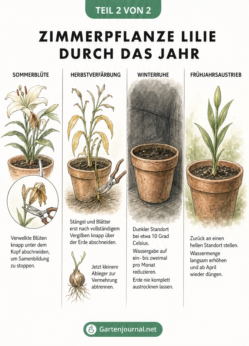 Vier Phasen der Lilienpflege im Jahresverlauf: Sommerblüte, Herbstverfärbung, Winterruhe und Frühjahrsaustrieb mit Hinweisen zum Rückschnitt.