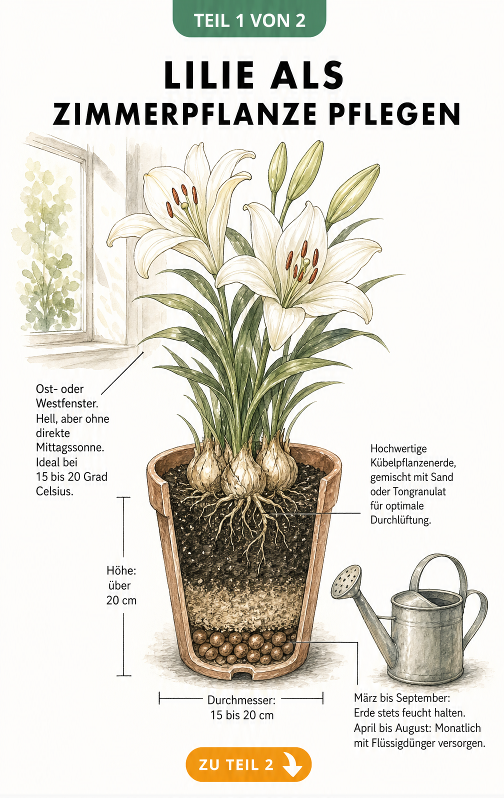Botanische Illustration einer Lilie im Topf mit Querschnitt der Erdschichten und Pflegehinweisen zu Licht, Temperatur und Gießen.