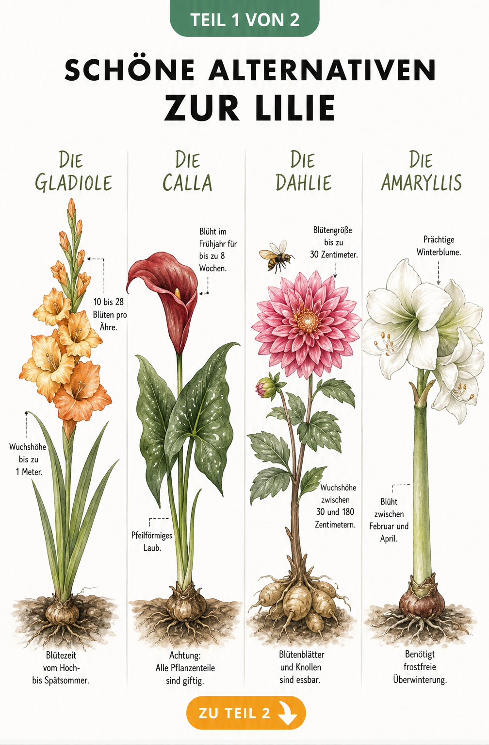 Botanische Illustration von Gladiole, Calla, Dahlie und Amaryllis mit ihren Merkmalen