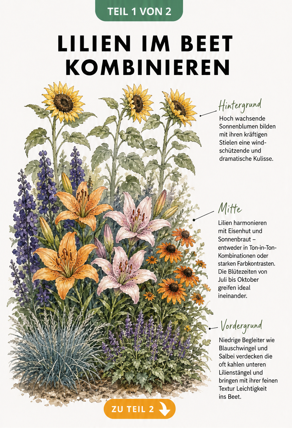 Illustration eines Lilienbeets mit Sonnenblumen, Eisenhut, Sonnenbraut und Ziergräsern in drei Tiefenebenen