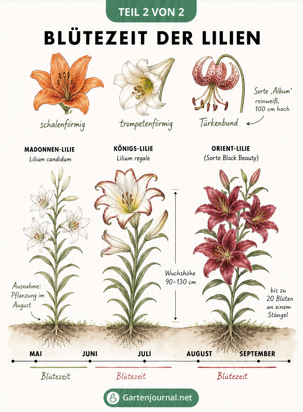 Illustrierter Sommerkalender mit der Blütezeit verschiedener Lilienarten von Mai bis September