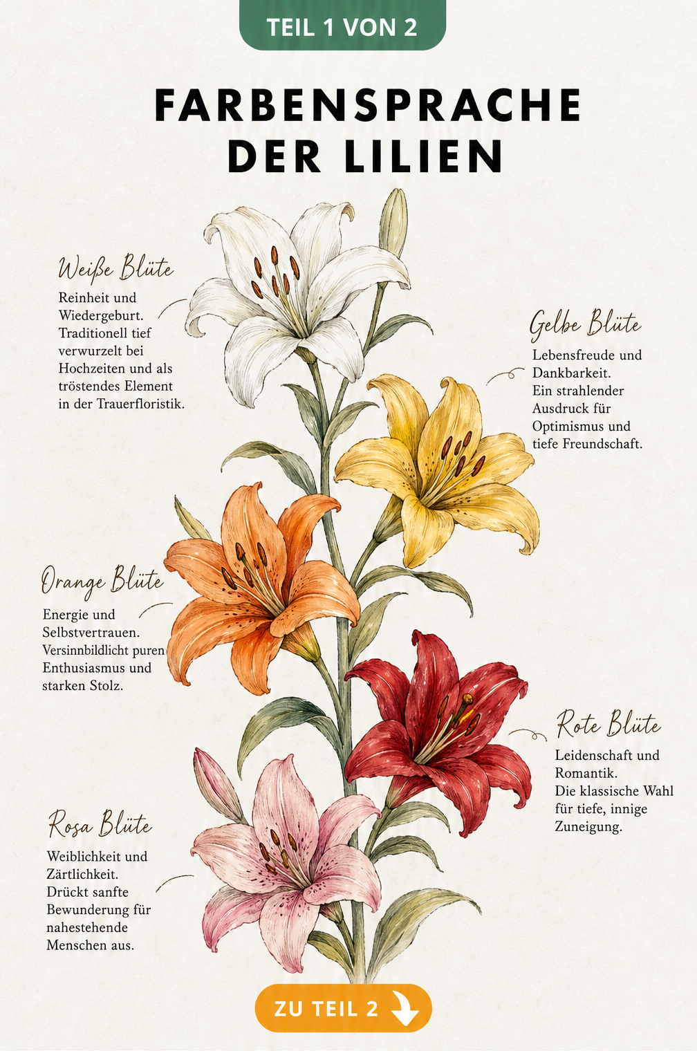 Aquarell-Illustration von fünf Lilienblüten in Weiß, Gelb, Orange, Rot und Rosa mit Erklärungen zur Farbensprache.