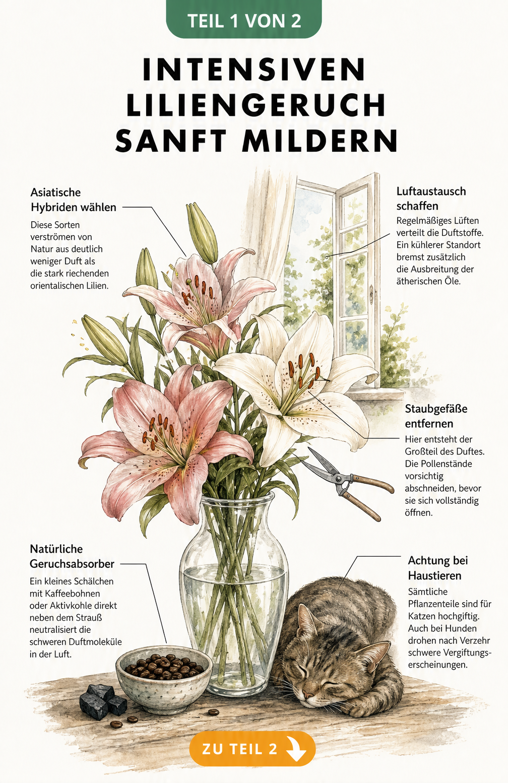 Botanische Illustration einer Lilie in einer Glasvase mit Tipps zur Geruchsreduzierung wie Lüften und Staubgefäße entfernen