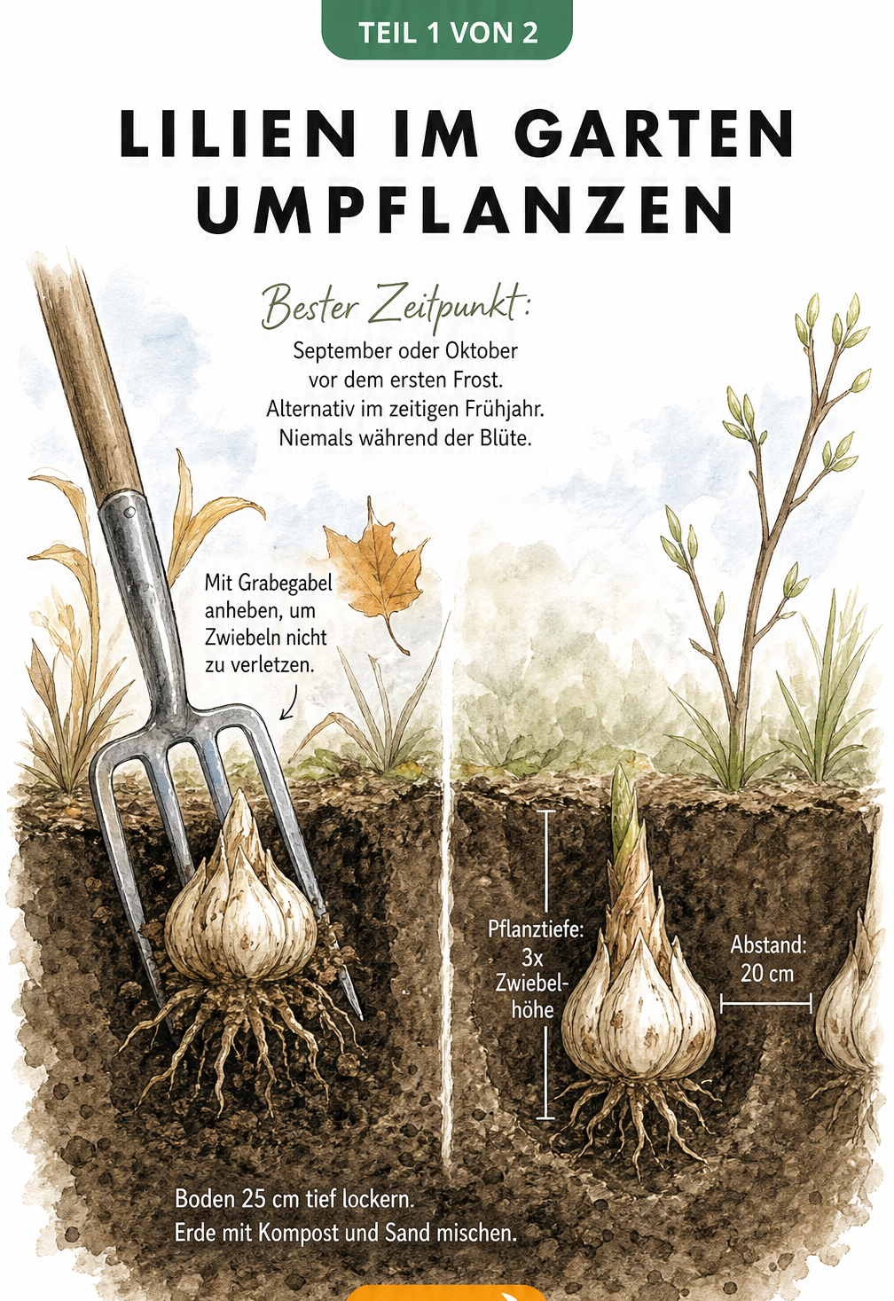 Querschnitt eines Gartenbeets, der das Ausgraben einer Lilienzwiebel mit einer Grabegabel und das Einsetzen in ein neues Pflanzloch zeigt.