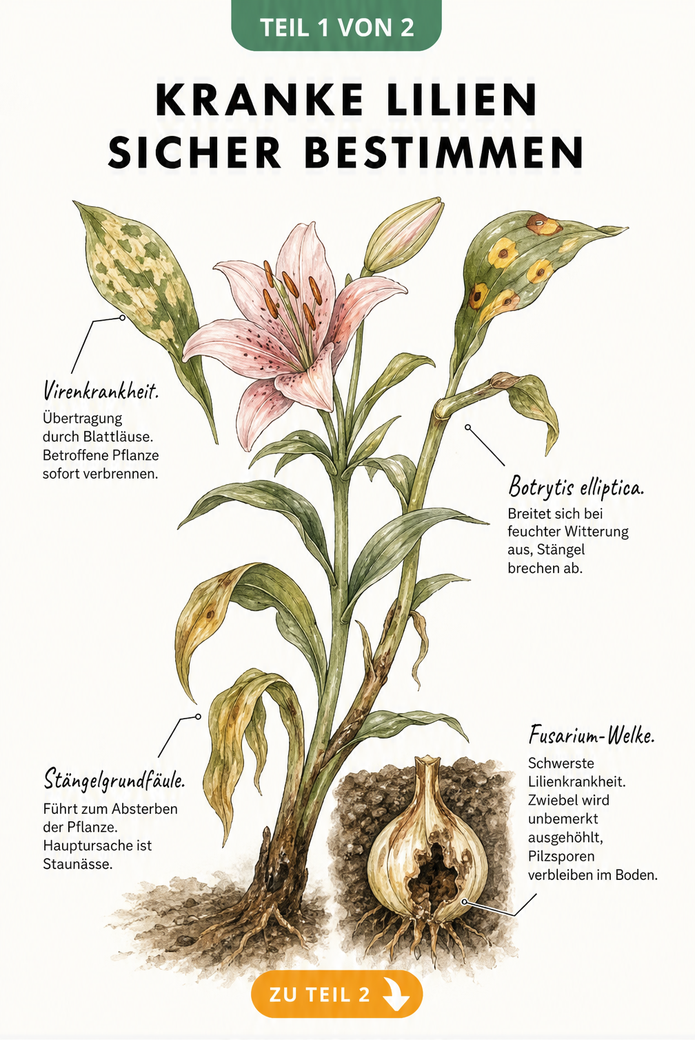 Botanische Illustration einer Lilie mit vier typischen Schadbildern: Virenkrankheit, Botrytis elliptica, Stängelgrundfäule und Fusarium-Welke.