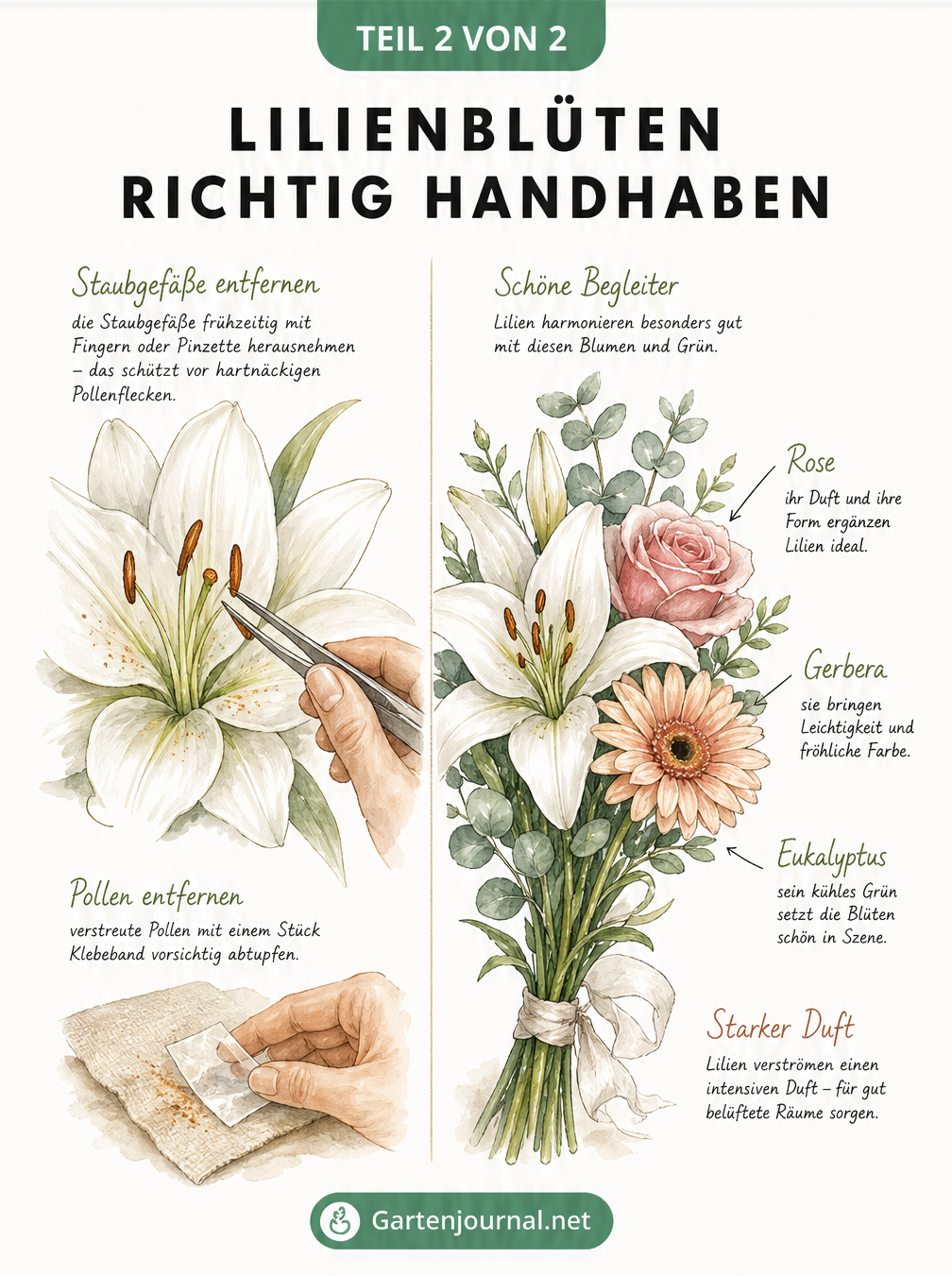 Zeichnung einer Lilienblüte mit Pinzette am Staubgefäß und einem Bouquet mit Rosen und Eukalyptus