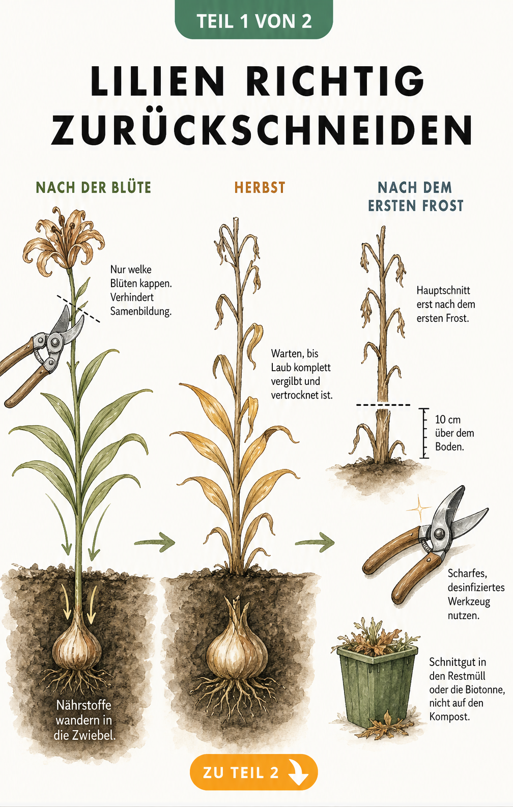 Botanische Illustration zum Rückschnitt von Lilien in drei Phasen: nach der Blüte, im Herbst und nach dem ersten Frost.