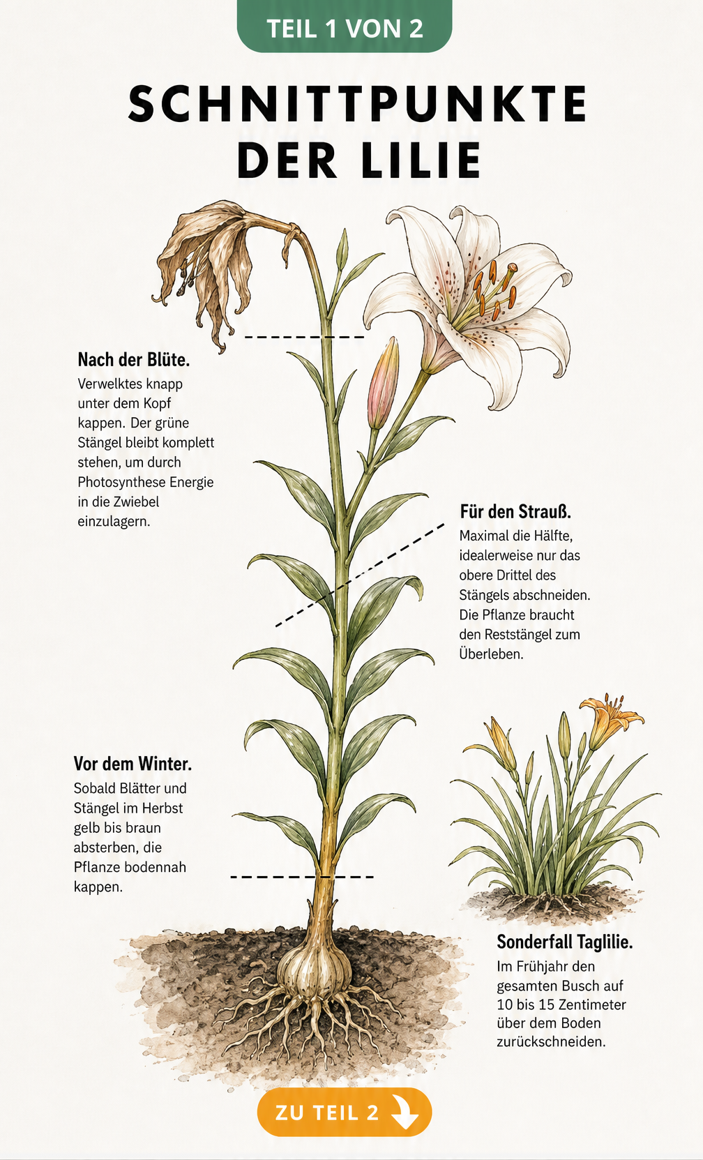 Botanische Illustration einer Lilie mit Markierungen für die richtigen Schnittpunkte nach der Blüte, für die Vase und vor dem Winter.