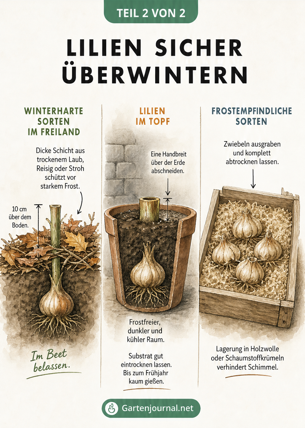 Drei Methoden zur Überwinterung von Lilien: im Freiland mit Laubschutz, im Topf im kühlen Raum und ausgegraben in einer Holzkiste.