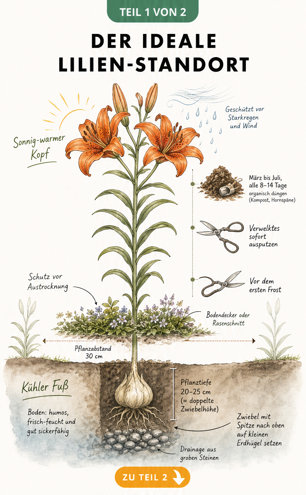 Illustration eines Lilienbeets mit Querschnitt, der Pflanztiefe, Drainage und Unterpflanzung zeigt